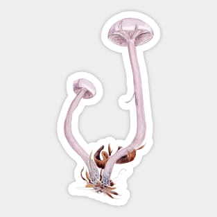 Laccaria amethystina Sticker